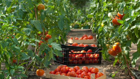 Comment & quand planter des tomates cerises : Balcon, pot & pleine terre