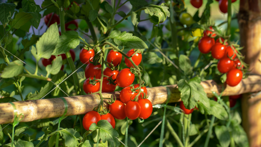 Comment faire pousser un plant de tomate cerise ?