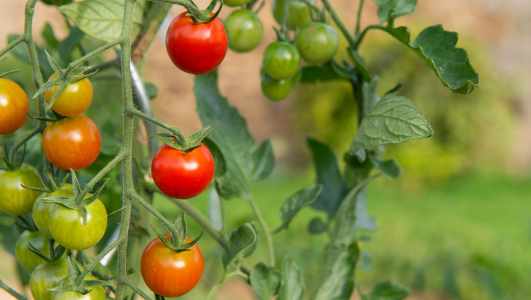 Quand repiquer les jeunes plants de tomates ?