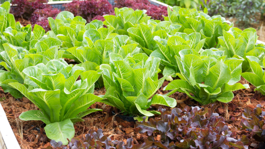 Acheter des plants de salade à repiquer & prix