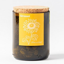 Kit bouteille Prêt à pousser Tournesol