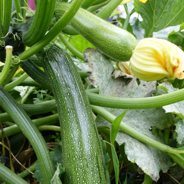 Plant Courgette Astia F1 Premium en Pot