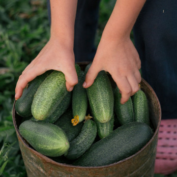 Plant Concombre Raider Maraîcher en Pot