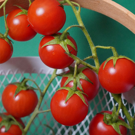 Plant Tomate cerise super Sweet en Pot
