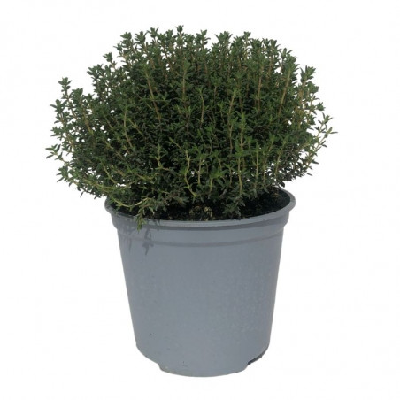 Plant Thym Commun Pépinière Pot 1,5L