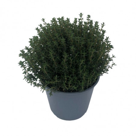 Plant Thym Commun Pépinière Pot 1,5L
