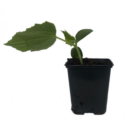 Plant Concombre Raider Maraîcher en Pot