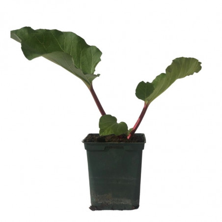 Plant Rhubarbe qualité supérieure Pot 1,5L