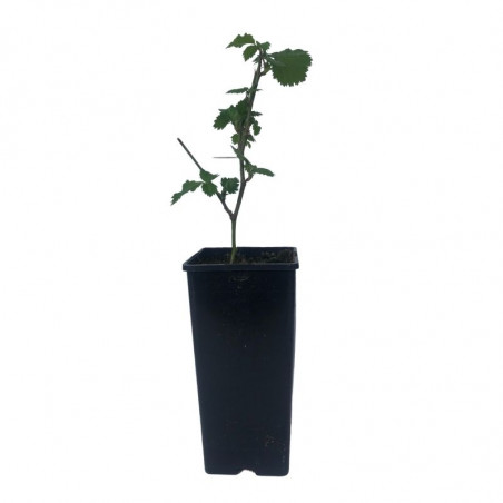 Plant Murier Reuben Premium Pot de 2L