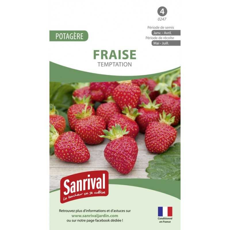 Graines Fraise Temptation