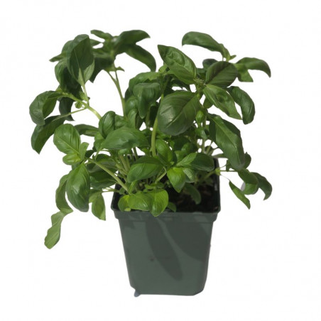 Plant Basilic Grand Vert en Pot 1,5L