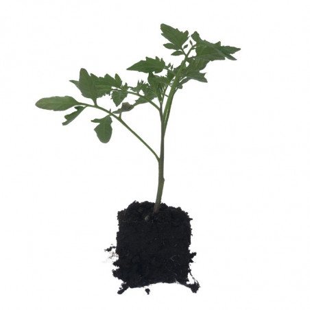 3 Plant Tomate Grappe Premio F1 Motte 6cm
