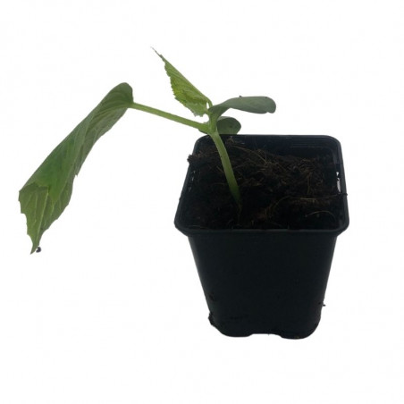 3 Plants Concombre Raider en Pot