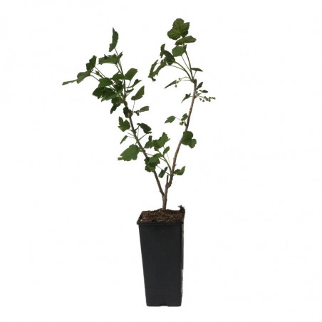 Plant Cassissier Andega Premium Pot 2L