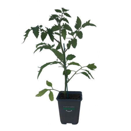 Plant Tomate Grappe Premio F1 en Pot