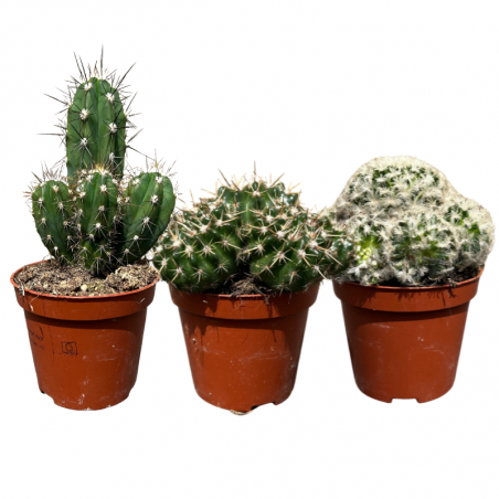 Lot 3 Cactus en pot