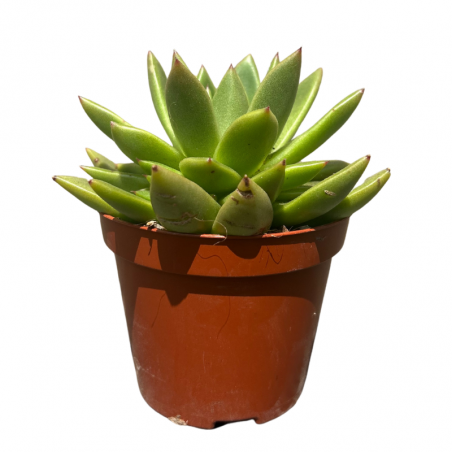 succulente 1