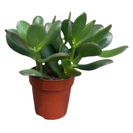 succulente 1