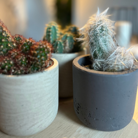 Lot 3 Cactus en pot de 8 cm (A)