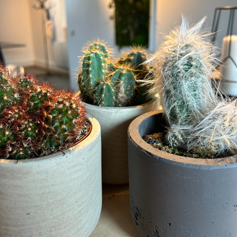 Lot 4 de 3 cactus en pot 8 cm