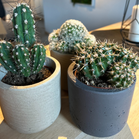 Lot 3 Cactus en pot de 8 cm (B)