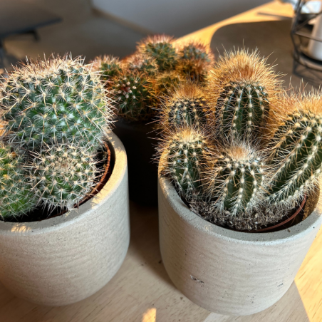 Lot 3 Cactus en pot de 8 cm (C)