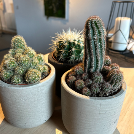 Lot 3 Cactus en pot de 8 cm (D)