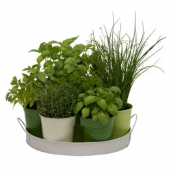 Kit plantes aromatiques et herbes aromatiques en pot