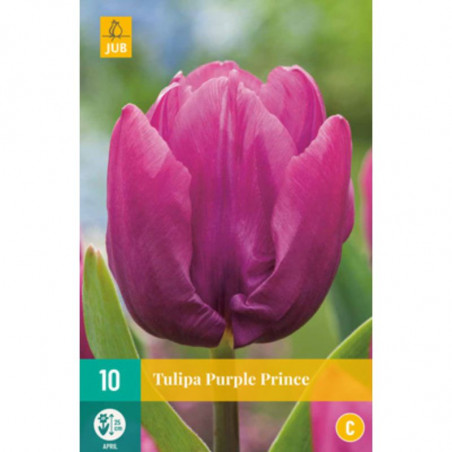 10 Tulipes Purple Prince