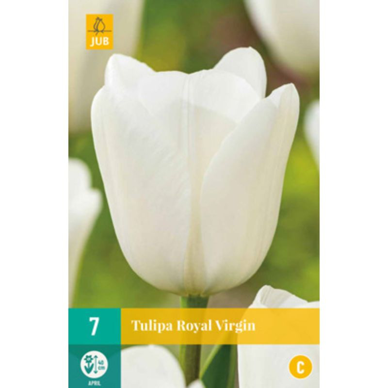 Bulbes de Tulipes Royal Virgin - Tulipes blanches - Bulbes de fleurs