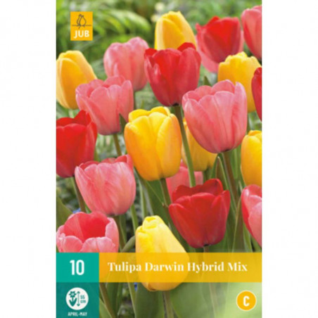 Lot de 10 Tulipes Darwin Hybride