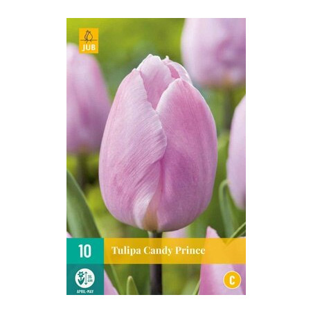 10 Tulipes Candy Prince
