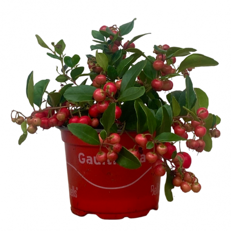 Gaultheria plante rouge