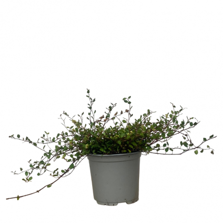 Plante Muehlenbeckia Fleur en Pot 10,5 cm