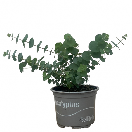 Plante Eucalyptus en Pot 10,5cm