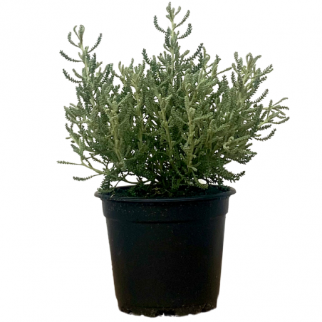 Santoline Verte Argentée Plante en Pot 10,5 cm