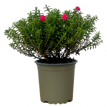Myrte Rouge Plante Décorée Pot 10,5 cm