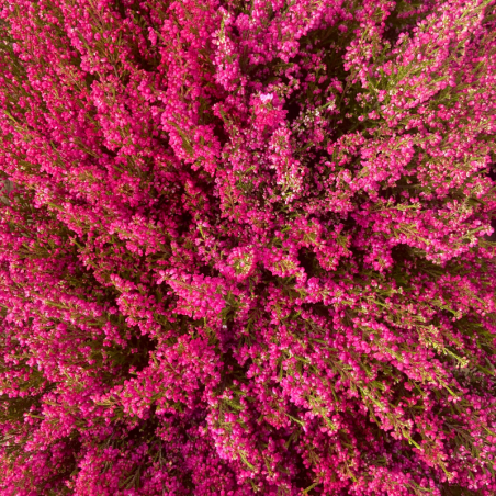 Bruyère Gracilis Pot 11cm