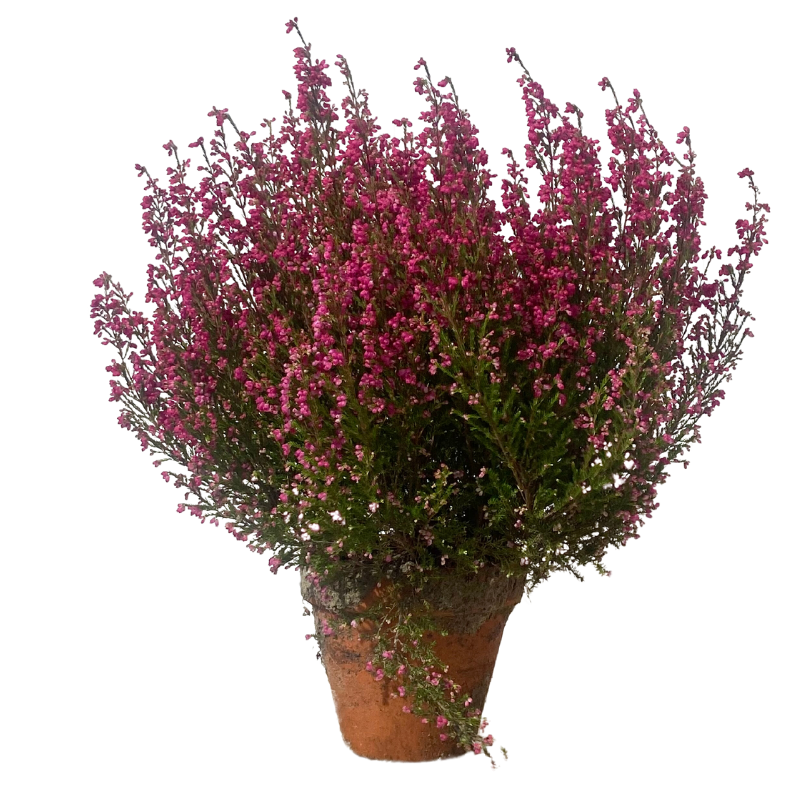Bruyère Gracilis en Pot pour planter 11 cm