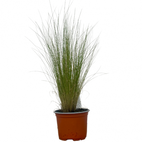 Plante Stipa Vivace - Cheveux d'ange Pot 10,5cm