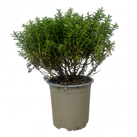 Myrte Verte Plante en Pot 10,5 cm