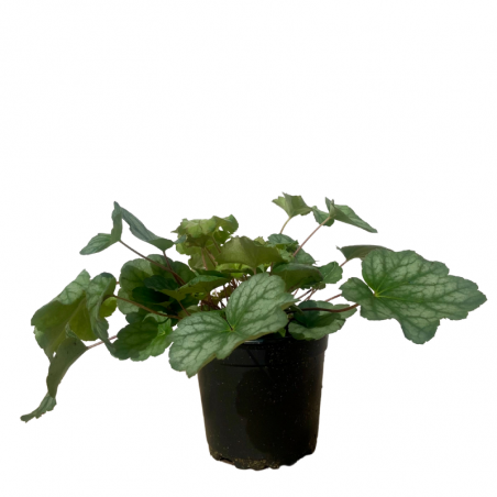 Plante Heuchère verte de semis balcon Pot 10,5cm