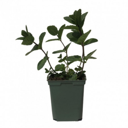 Plant Menthe Marocaine Pot de 1,5L