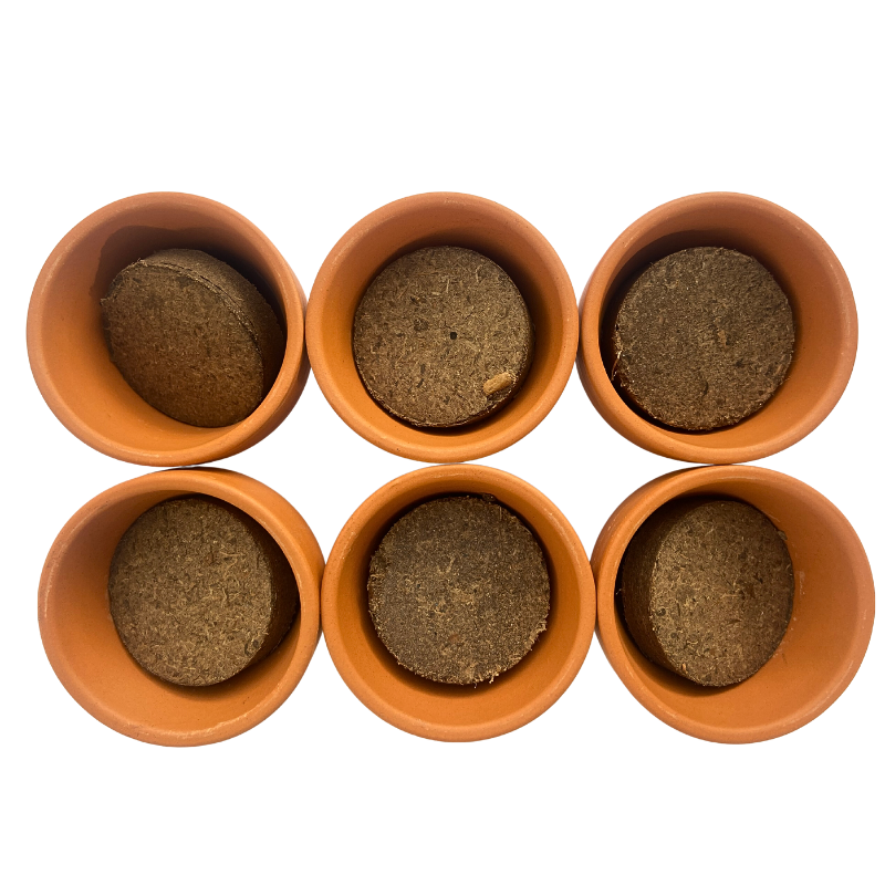 Mini serre 6 pots sapins de Noël