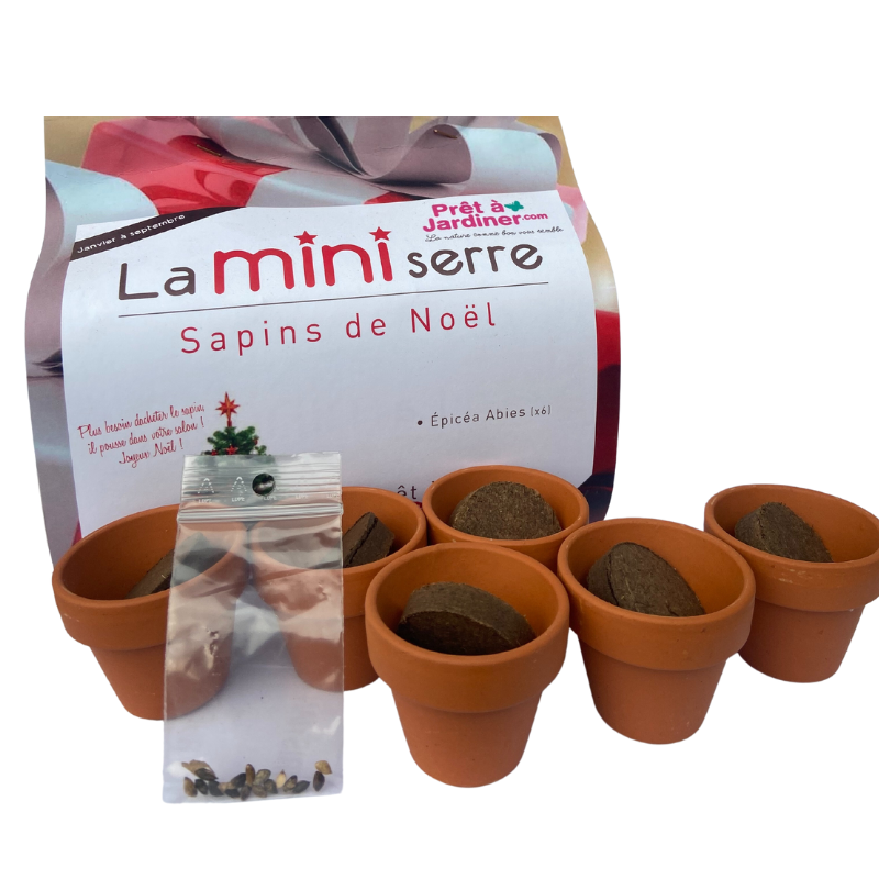 Mini serre 6 pots sapins de Noël