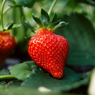 6 plants Fraisiers Gariguette Pot 7 cm