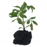 3 Plants Tomate St Pierre F1 Motte 7 cm