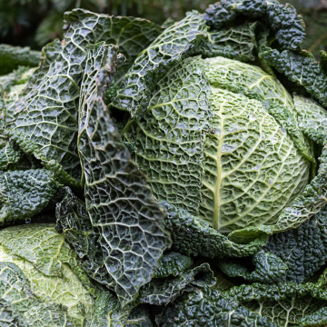 3 plants Choux Milan Manon F1 Motte 7cm