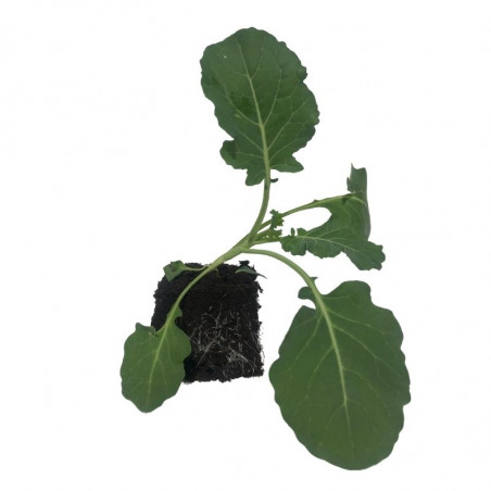 3 plants Choux Brocolis Marathon F1