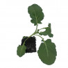 3 plants Choux Brocolis Marathon F1